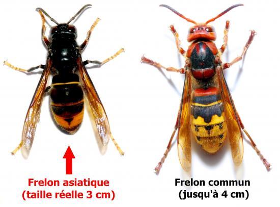 difference-frelon-01