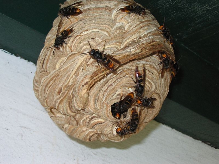nid_vespa_velutina